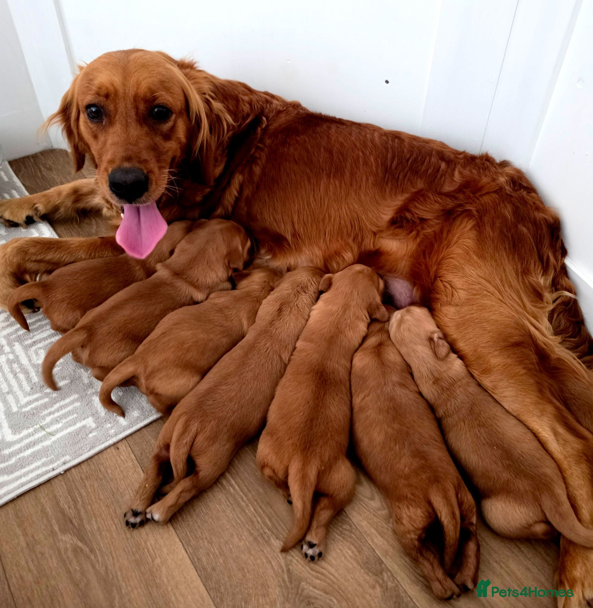 Golden Retriever dogs Stunning dark working golden retriever puppies - Advert 2
