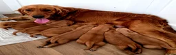 Golden Retriever dogs for sale: Stunning dark working golden retriever puppies - Advert 2