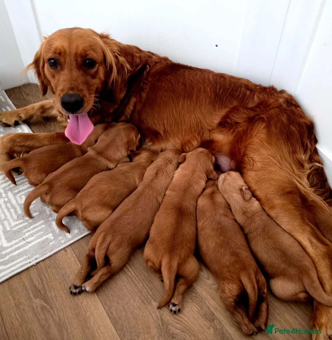 Golden Retriever dogs for sale: Stunning dark working golden retriever puppies - Advert 2