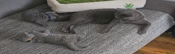 British Shorthair cats for sale: British Shorthair kitten - Advert 23