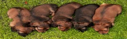 Miniature Dachshund dogs for sale: Champion Lines, Longhaired Miniature dachshunds - Advert 3