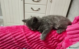 Mixed Breed cats for sale: Mix persian kittens - Image 4