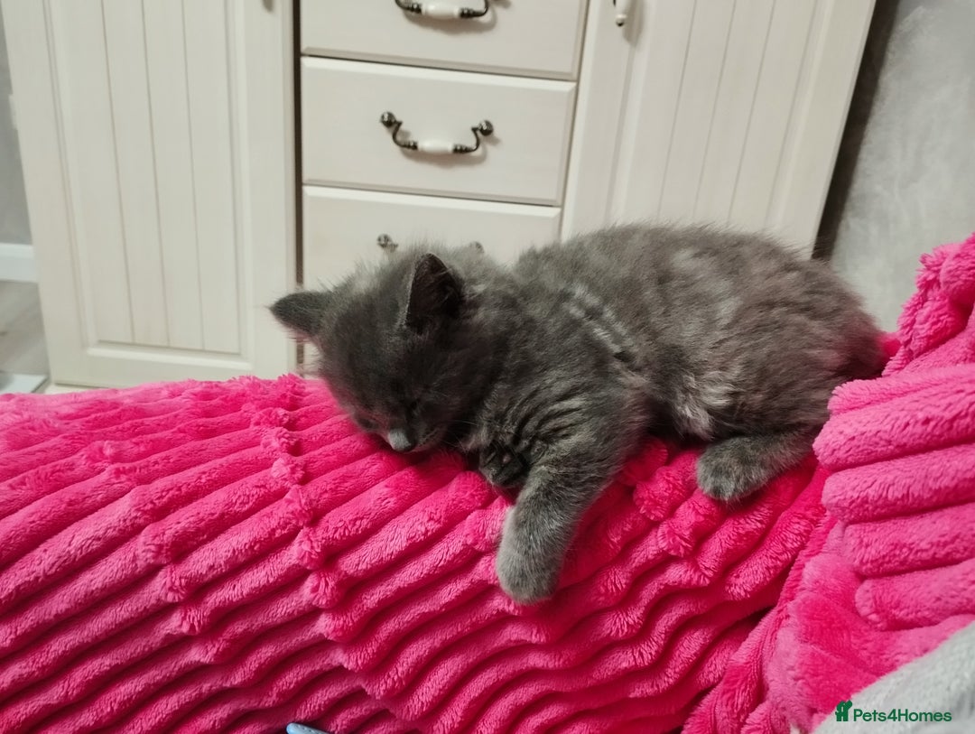 Mixed Breed cats for sale: Mix persian kittens - Image 4