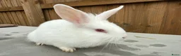 Mixed Breed rabbits for sale: 5 bunnies - Advert 4