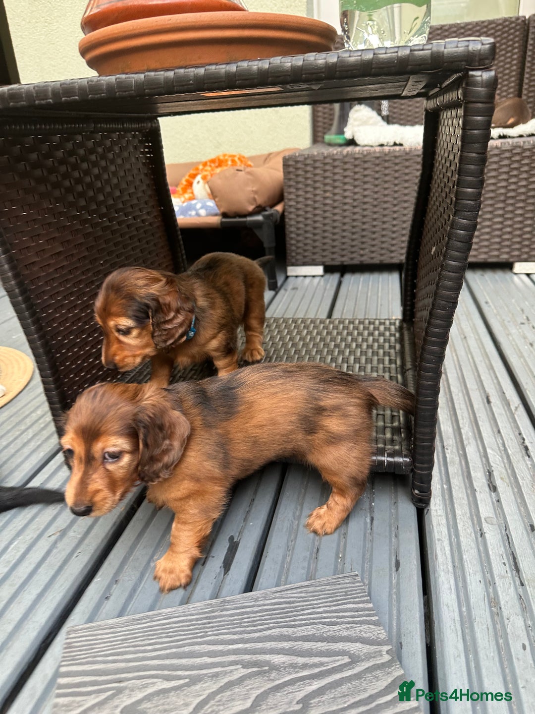 Dachshund dogs for sale: KC Registered Quality Mini Dachshunds long hair  - Image 17