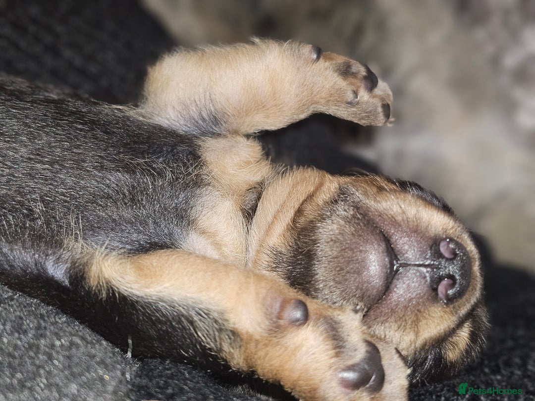 Dachshund dogs for sale: Dachshund puppies - Advert 8