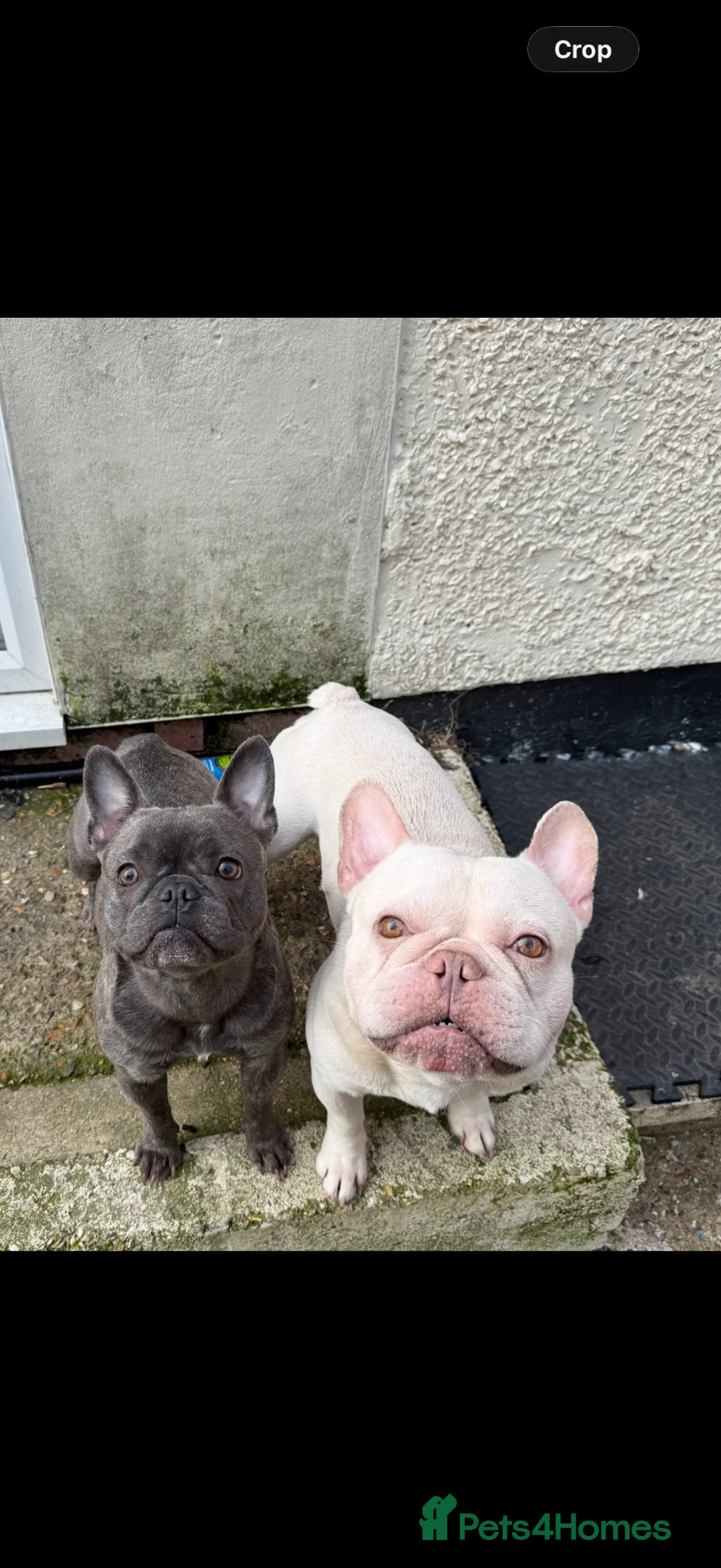 French Bulldog dogs for sale: Betsy is looking for a new home  - Advert 2