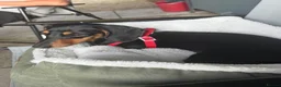Chihuahua dogs for sale: Two Chihuahuas and a sausage dog - Advert 2