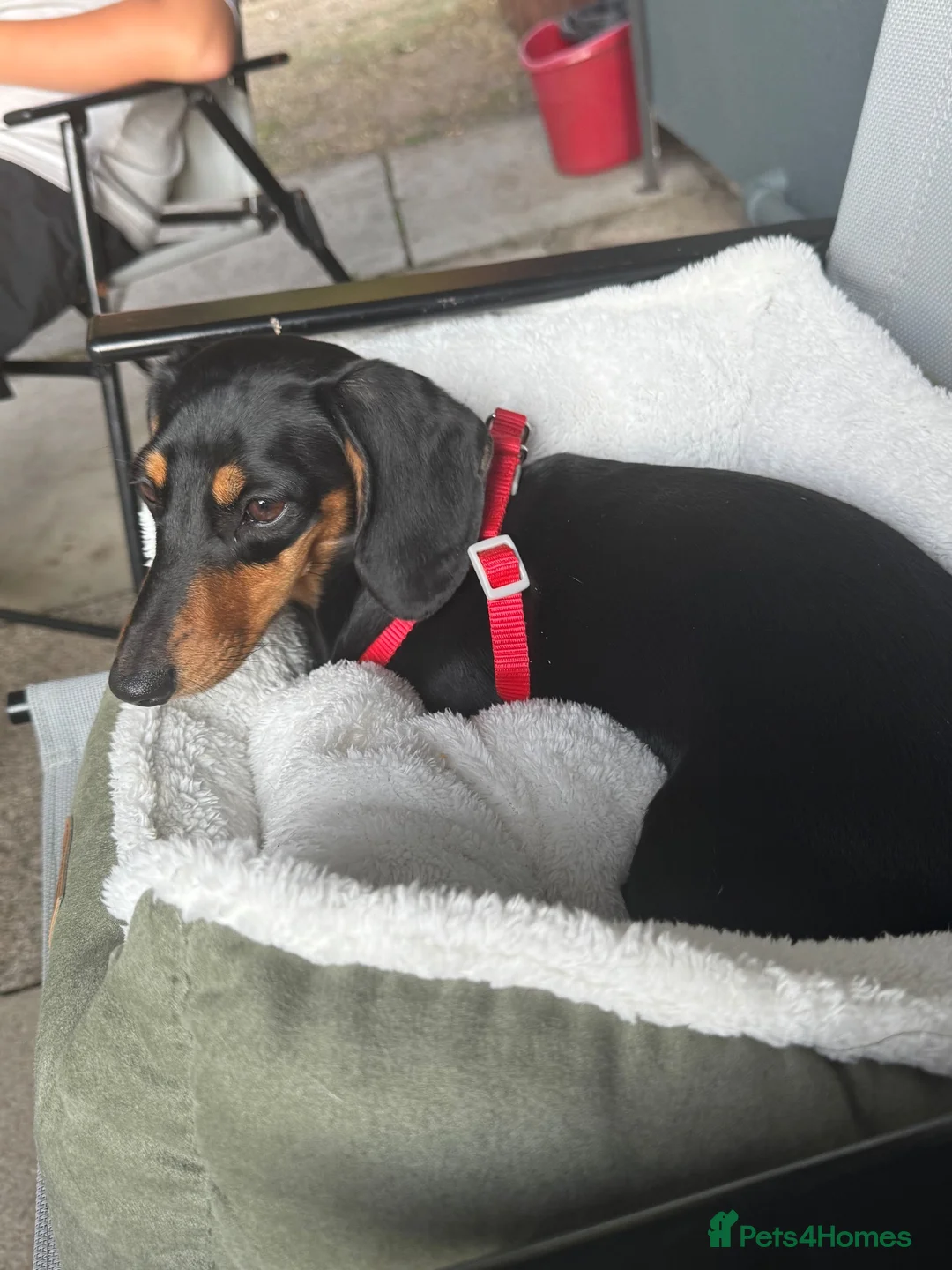 Chihuahua dogs for sale: Two Chihuahuas and a sausage dog - Advert 2