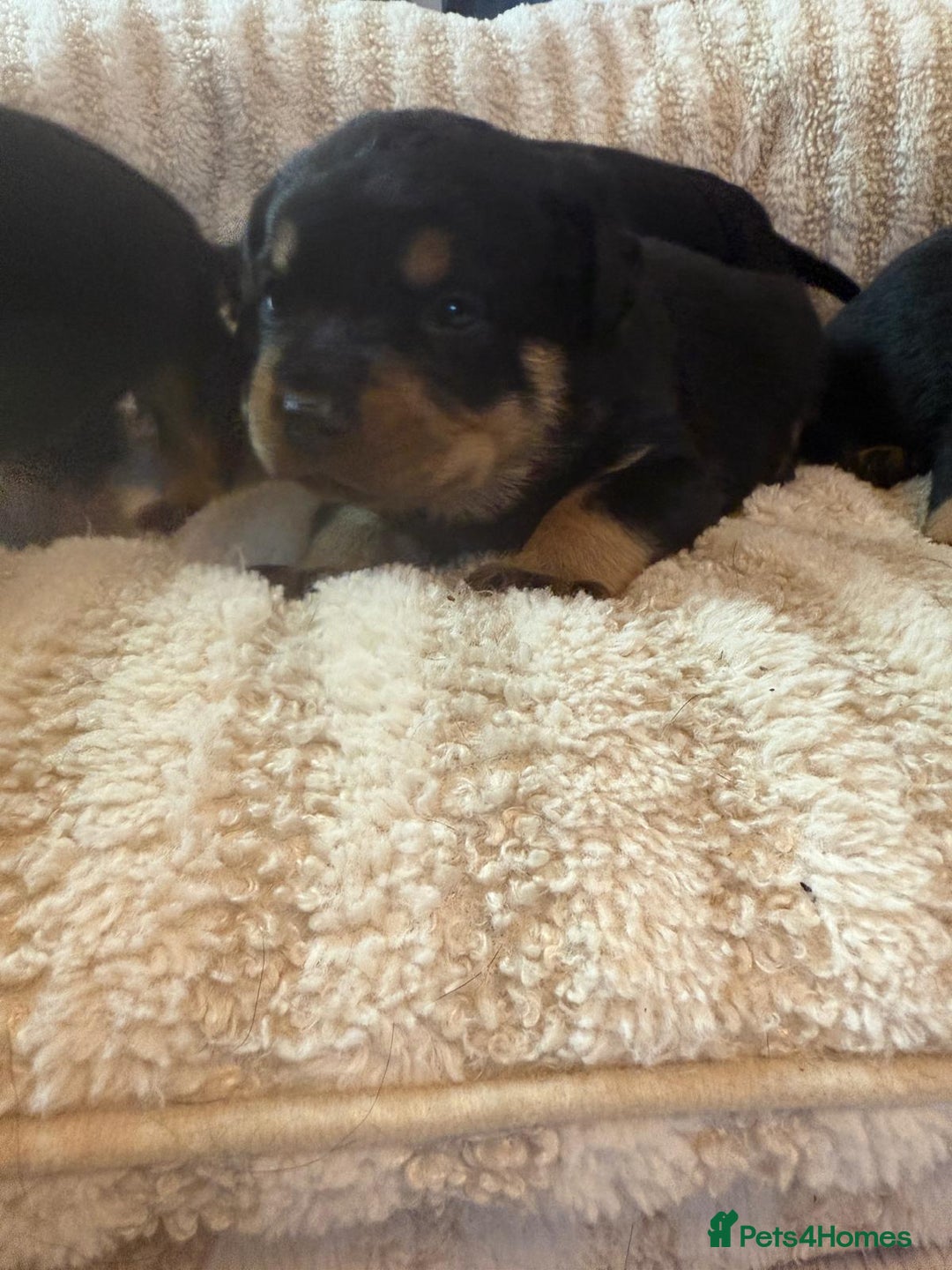 Rottweiler dogs for sale: ROTTWEILER PUPPIES- READY  29/12/25 - Advert 6