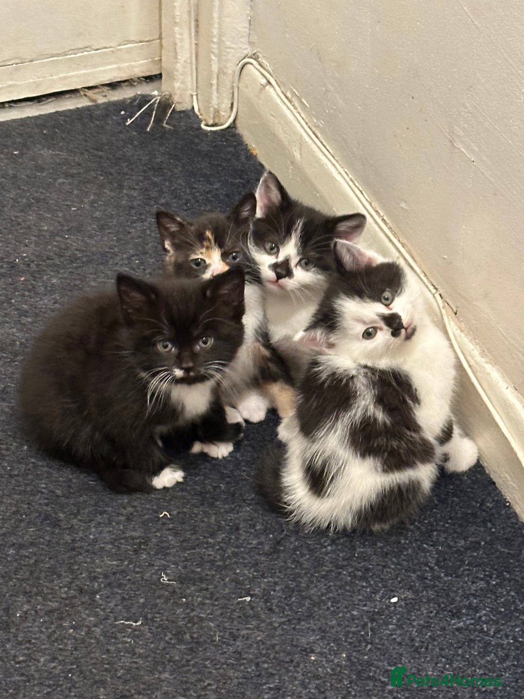 American Wirehair cats for sale: 3 KITTENS FOR SALE - ready to leave Jan 11th - Advert 3
