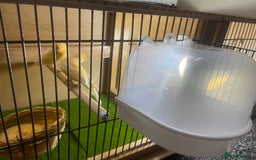 Canaries birds for sale: Young canaries  - Image 4