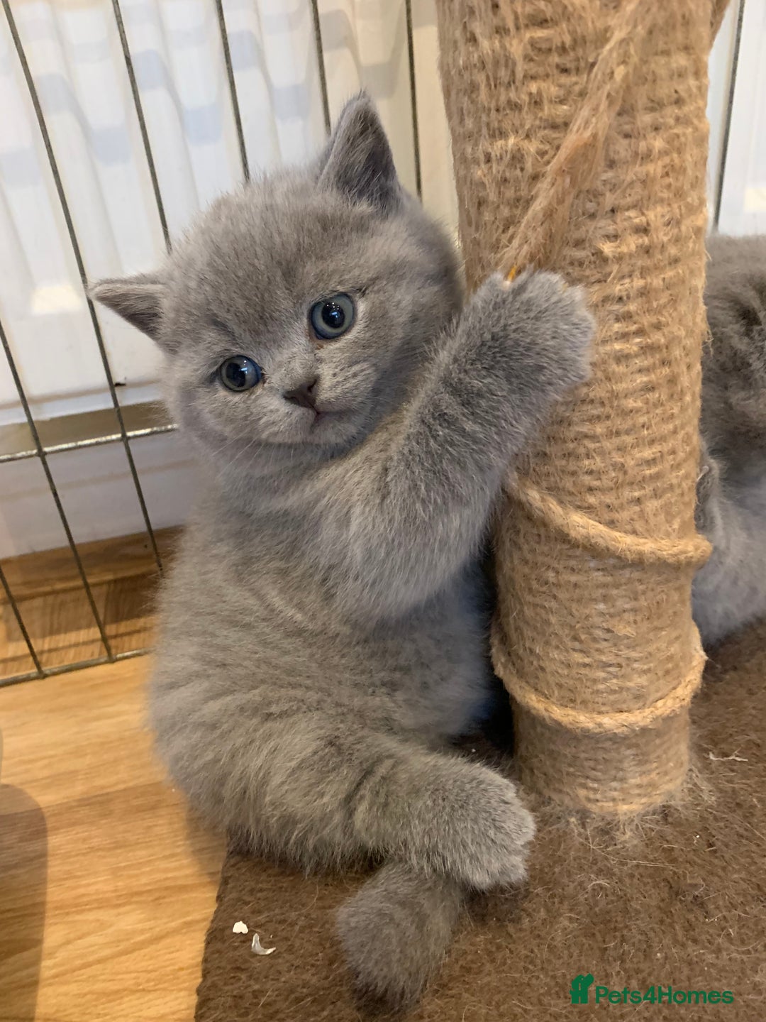 British Shorthair cats for sale: GCCF Pedigree Pure Blue British Shorthair - Advert 4
