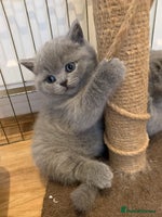 British Shorthair cats - Advert 6