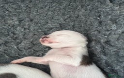 Chihuahua dogs for sale: Long haired chihuahuas  - Image 2