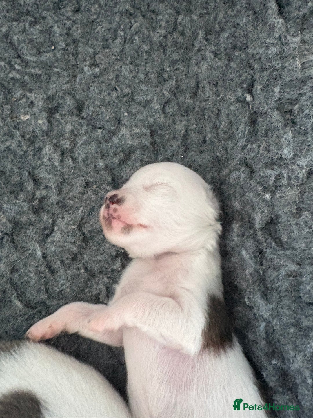 Chihuahua dogs for sale: Long haired chihuahuas  - Image 2
