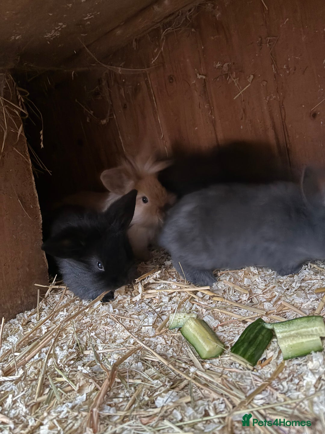 Mini Lop rabbits for sale: Mini lop baby rabbits for sale. - Advert 20