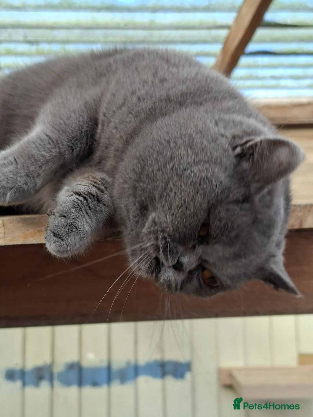 British Shorthair cats for sale: Stunning British shorthair kittens - Advert 2