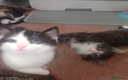 Mixed Breed cats for sale: 9 adorable Disney kitten couples  - Image 24