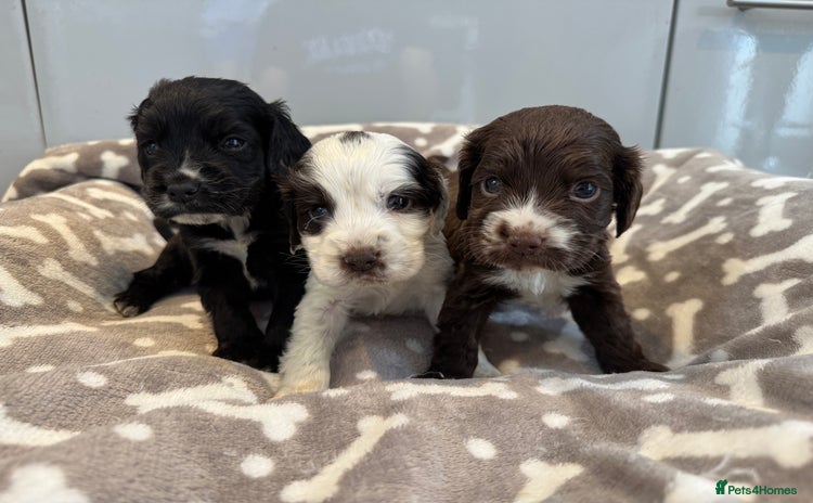 Cocker Spaniel dogs - Advert 3