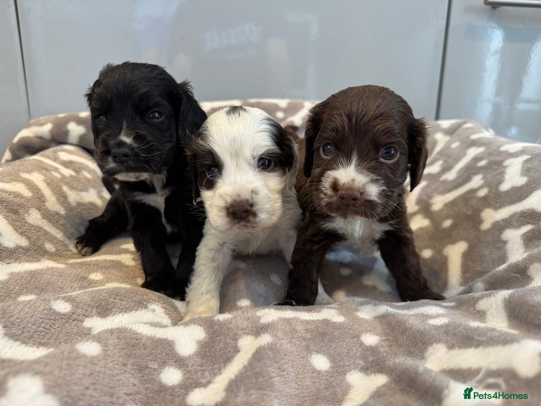 Cocker Spaniel dogs for sale: 😍🐾Show Type Spaniels,KC Reg,Health Tested🐾😍 - Image 1