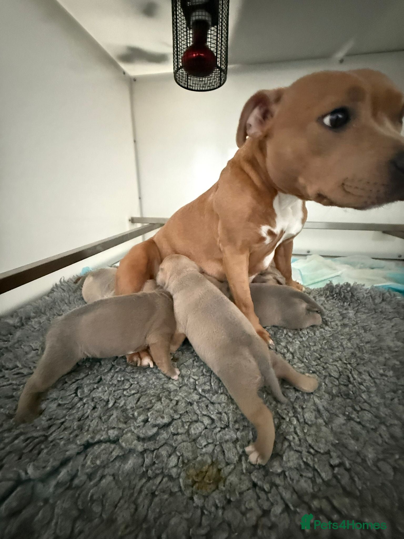 Staffordshire Bull Terrier dogs Blue fawn tri Staffordshire bull terrier puppys - Advert 2