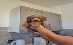 Cockapoo dogs for sale: F1B Cockapoo puppy's x1 girl remaining. - Image 24