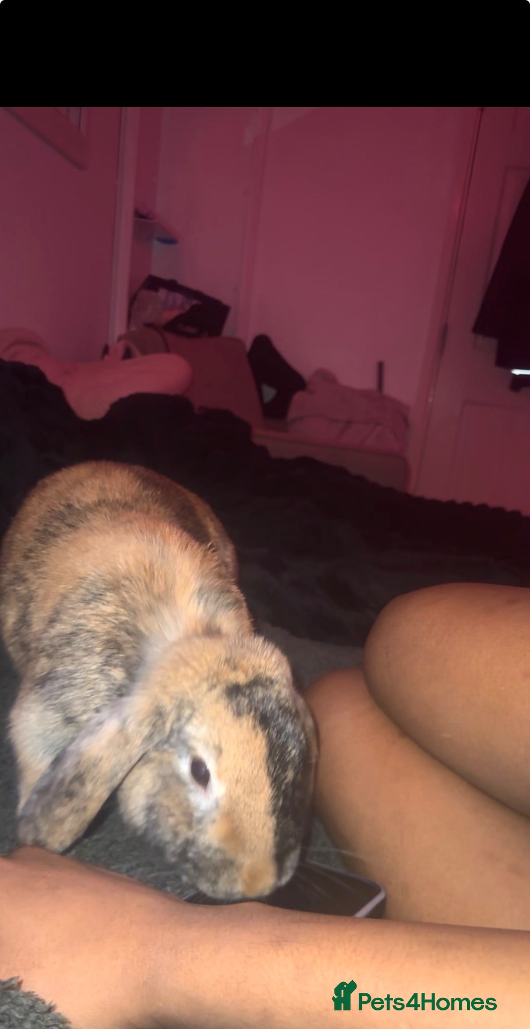 Mini Lop rabbits Dolly indoor bunny  - Advert 2