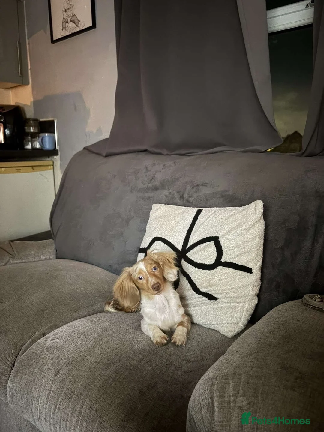 Dachshund dogs for sale: Exceptional KC Registered Miniature Dachshund - Advert 1