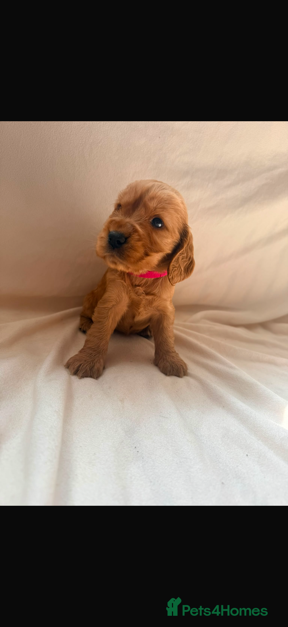 Cocker Spaniel dogs Fully heath tested Kc registered cocker spaniels - Advert 2