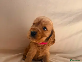 Cocker Spaniel dogs Fully heath tested Kc registered cocker spaniels - Advert 2