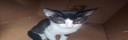 Domestic Shorthair cats for adoption: Gorgeous 14 week old kittens for adoption ❤️💜 - Advert 7