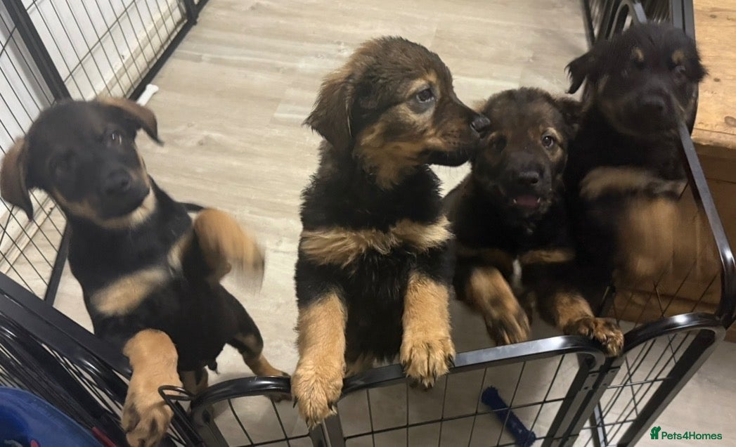 Mixed Breed dogs German Shepherd husky mix Rottweiler - Advert 15