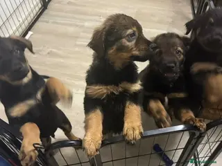 Mixed Breed dogs German Shepherd husky mix Rottweiler - Advert 15