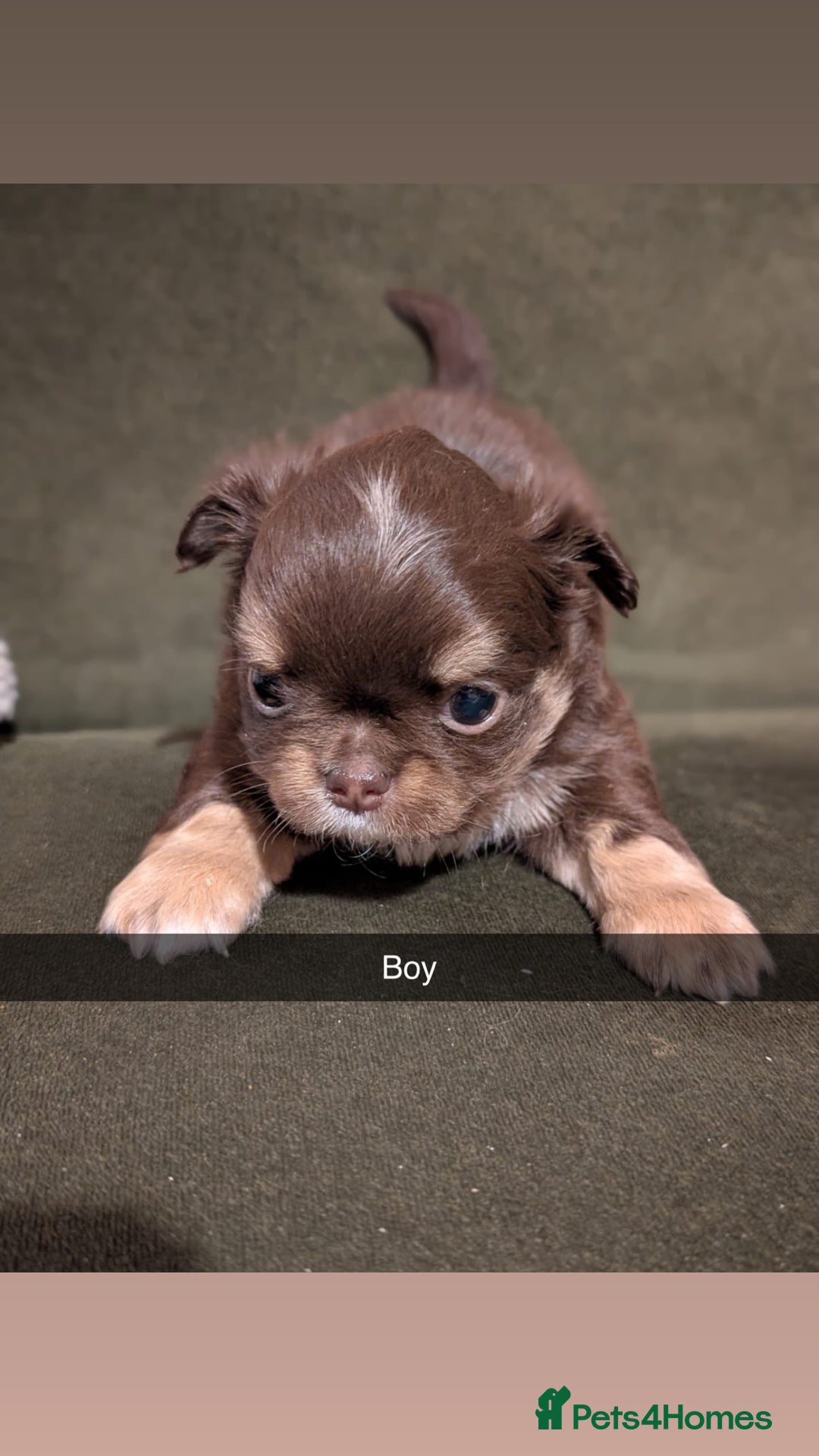 Chihuahua dogs for sale: ONLY 3 BOYS LEFT! pedigree chihuahua puppies - Advert 3