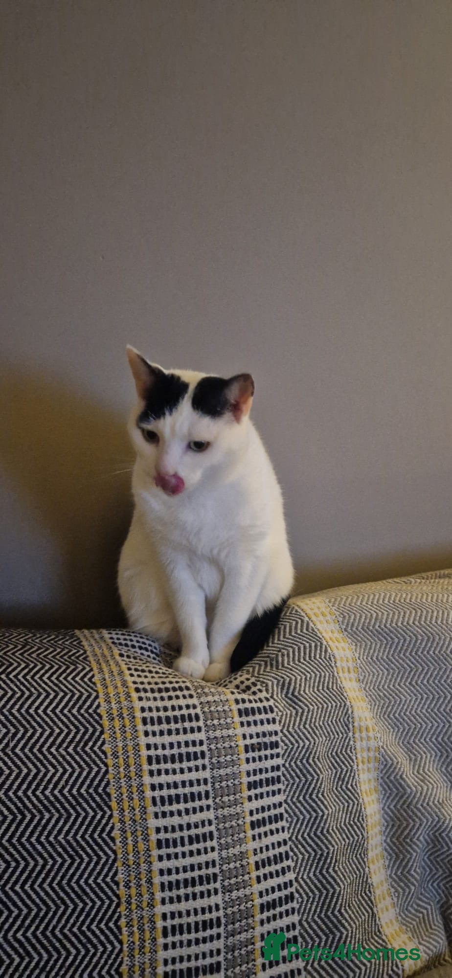 Mixed Breed cats Lovely male cat needs adoption  - Advert 1