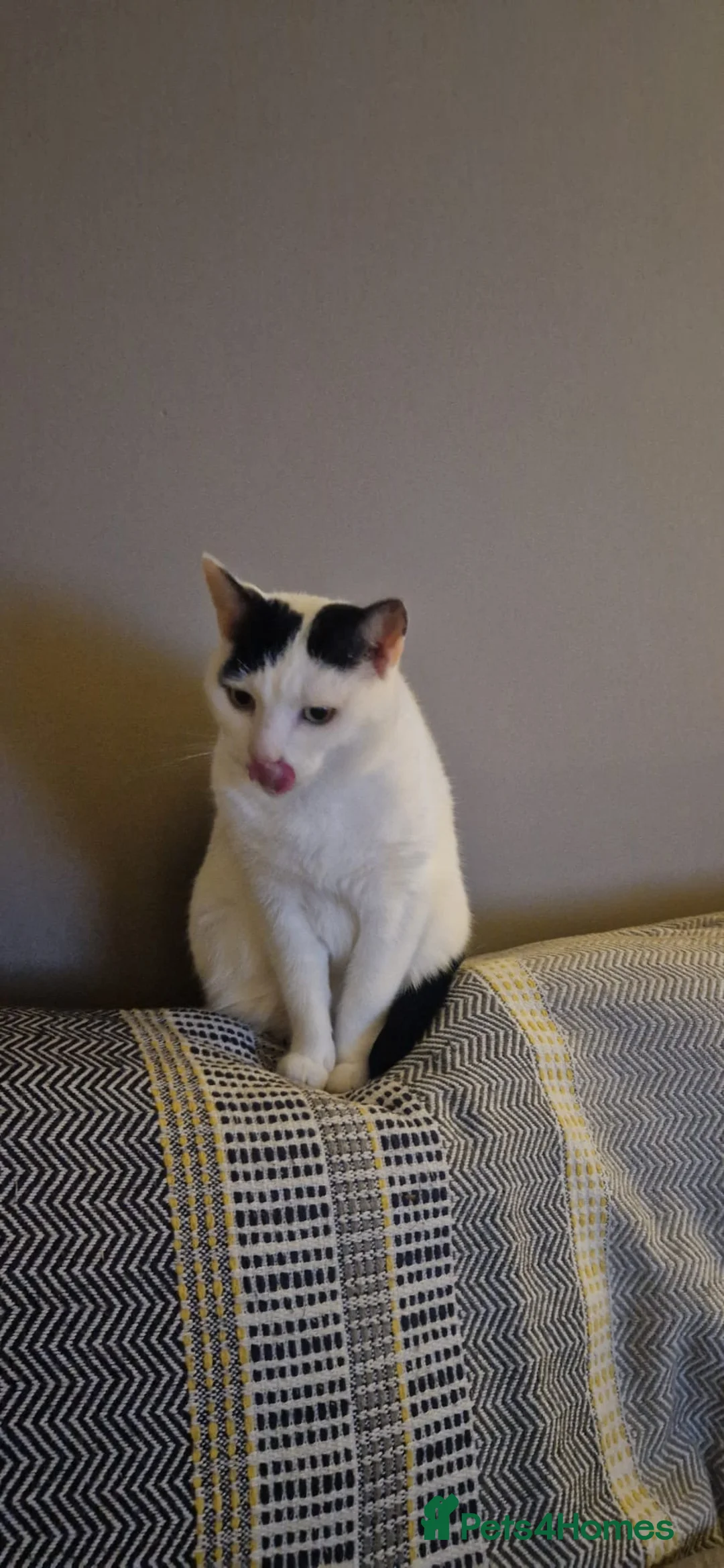 Mixed Breed cats for sale: Lovely male cat needs adoption  - Advert 1