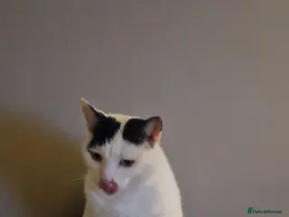 Mixed Breed cats Lovely male cat needs adoption - Advert 7