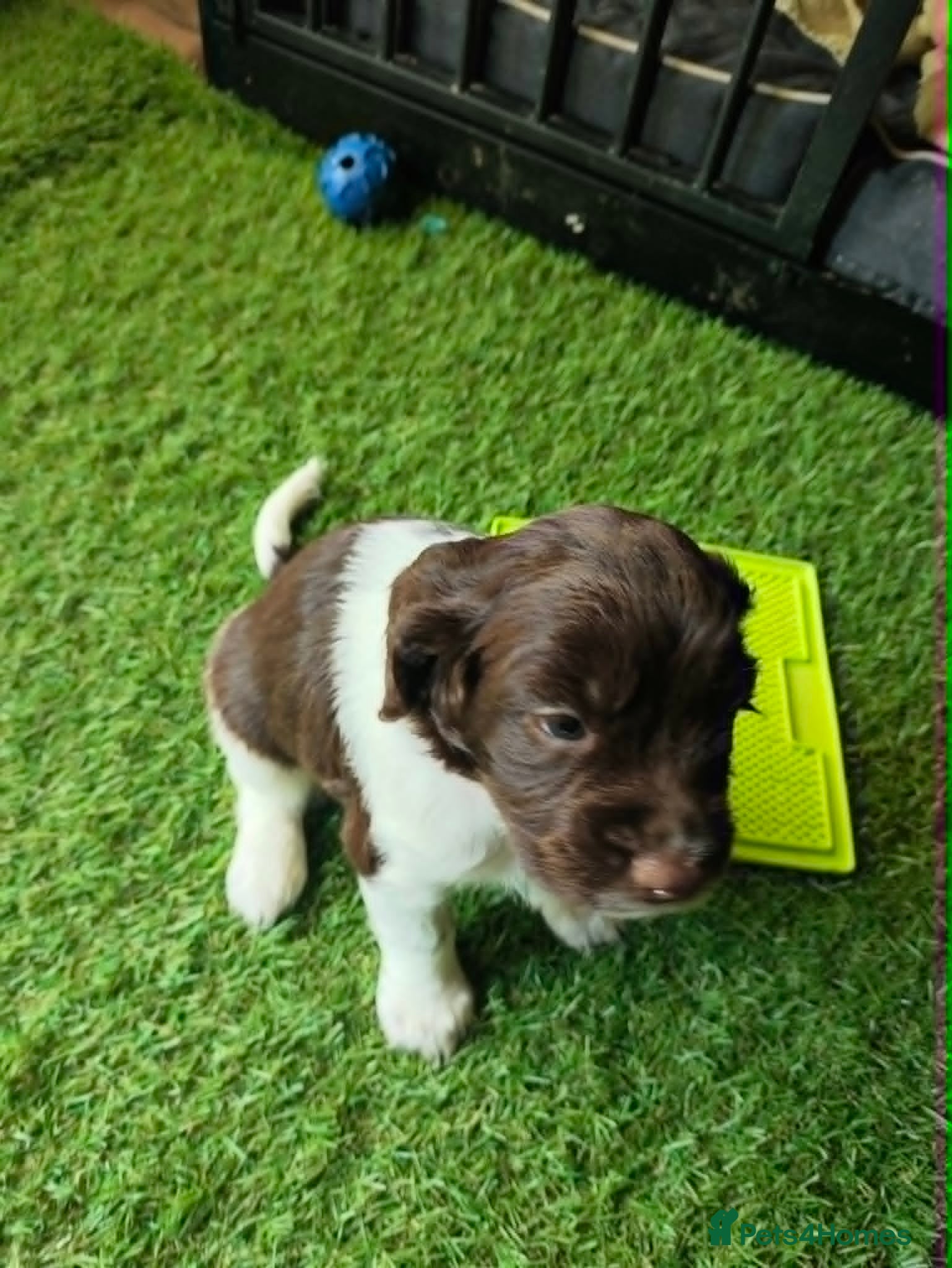 English Springer Spaniel dogs Gorgeous KC reg ES spaniel Pups - Advert 2
