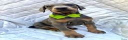 Dobermann dogs for sale: *KC REGISTERED* HEALTH TESTED DOBERMAN PUPPIES* - Advert 15