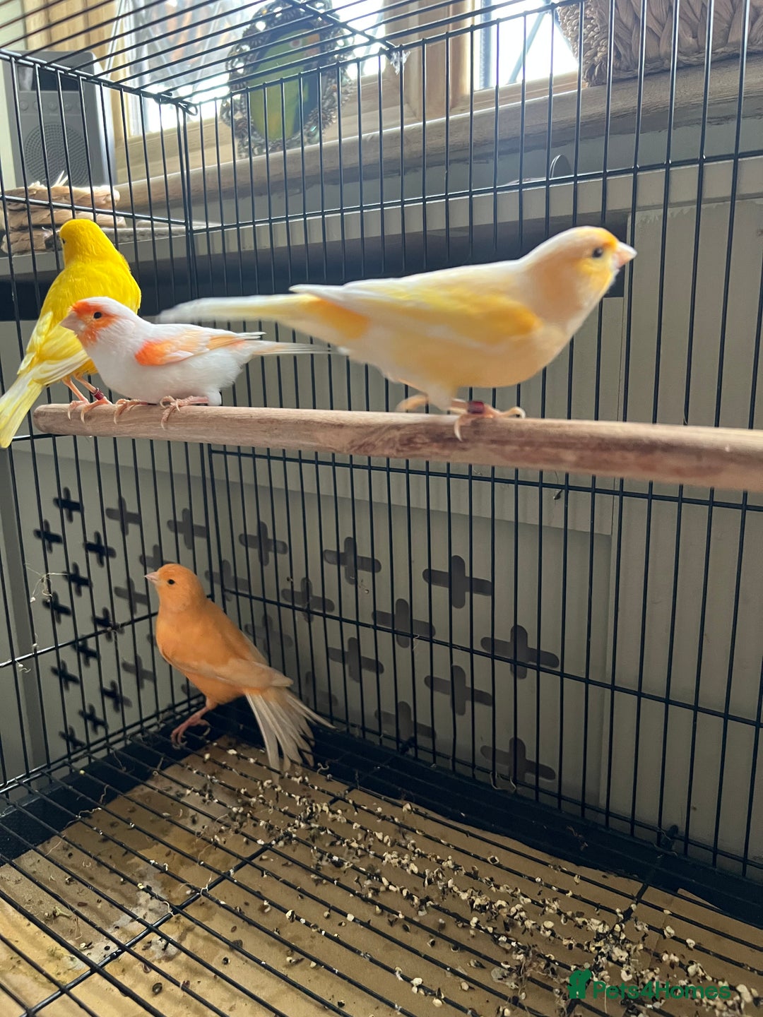 Canaries birds for sale: 4 male canaries - Advert 4