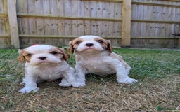 Cavalier King Charles Spaniel dogs for sale: Cavalier King Charles Puppies  - Image 3