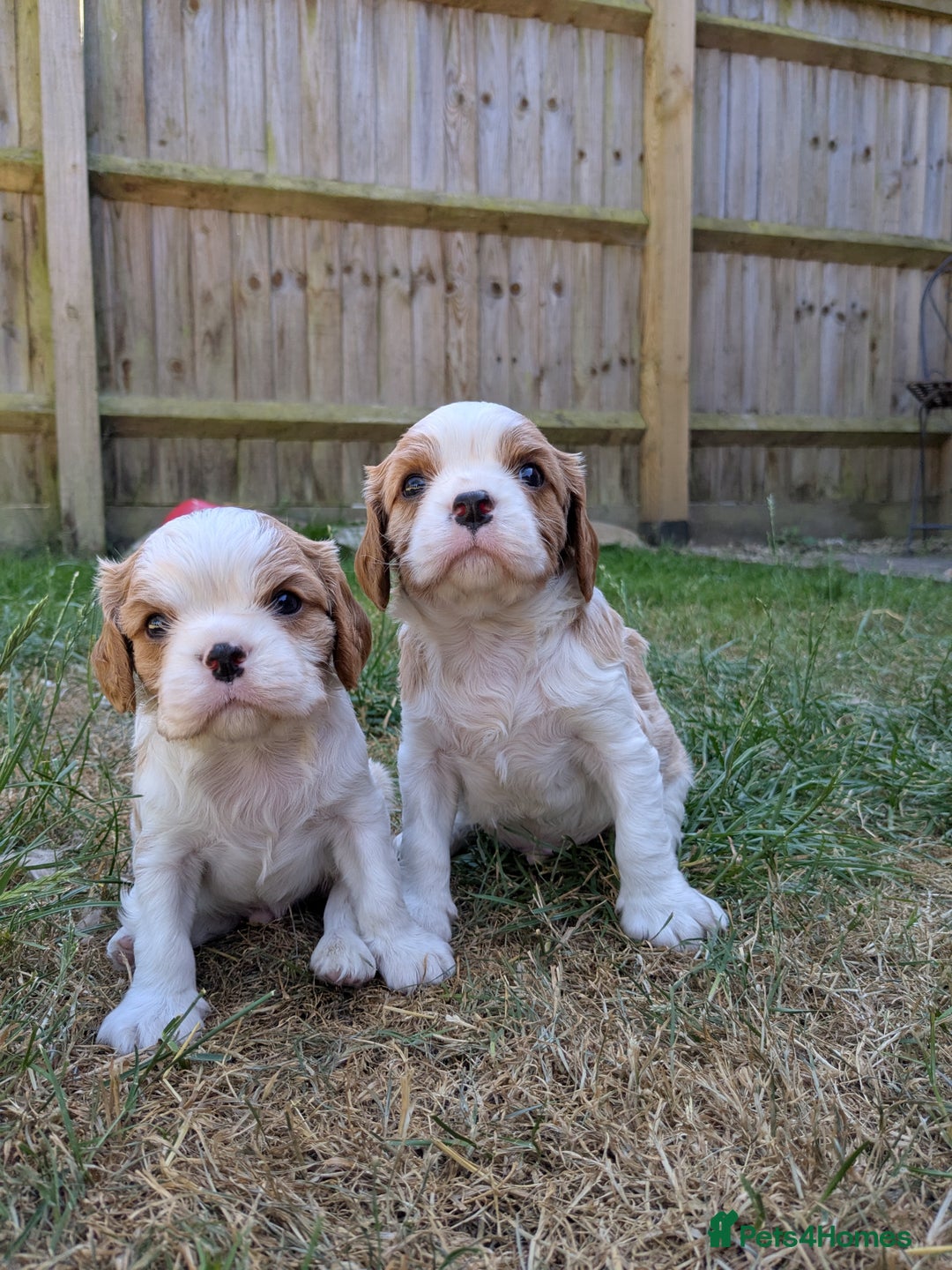 Cavalier King Charles Spaniel dogs for sale: Cavalier King Charles Puppies  - Image 3
