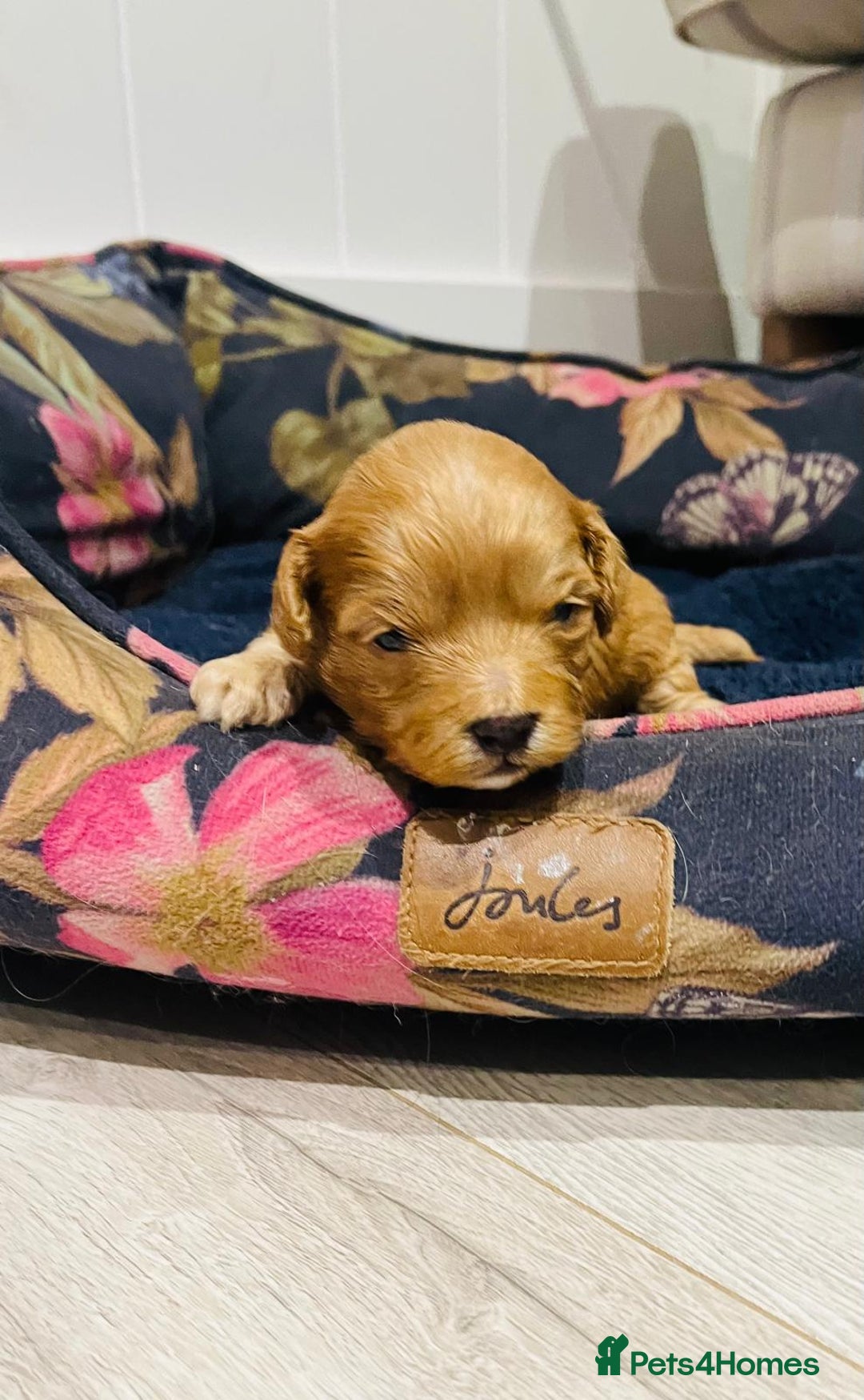 Cavapoo dogs for sale: Stunning F1b Cavapoo puppies  - Advert 6