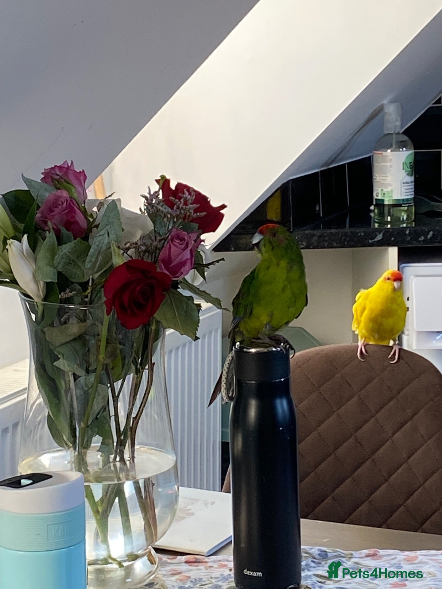 Parrots birds for sale: Two kakariki parrots - Advert 9