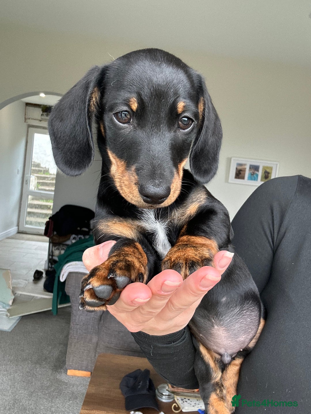 Miniature Dachshund dogs for sale:   🐾READY NOW🐾 | ONLY 1 BOY LEFT - Image 7