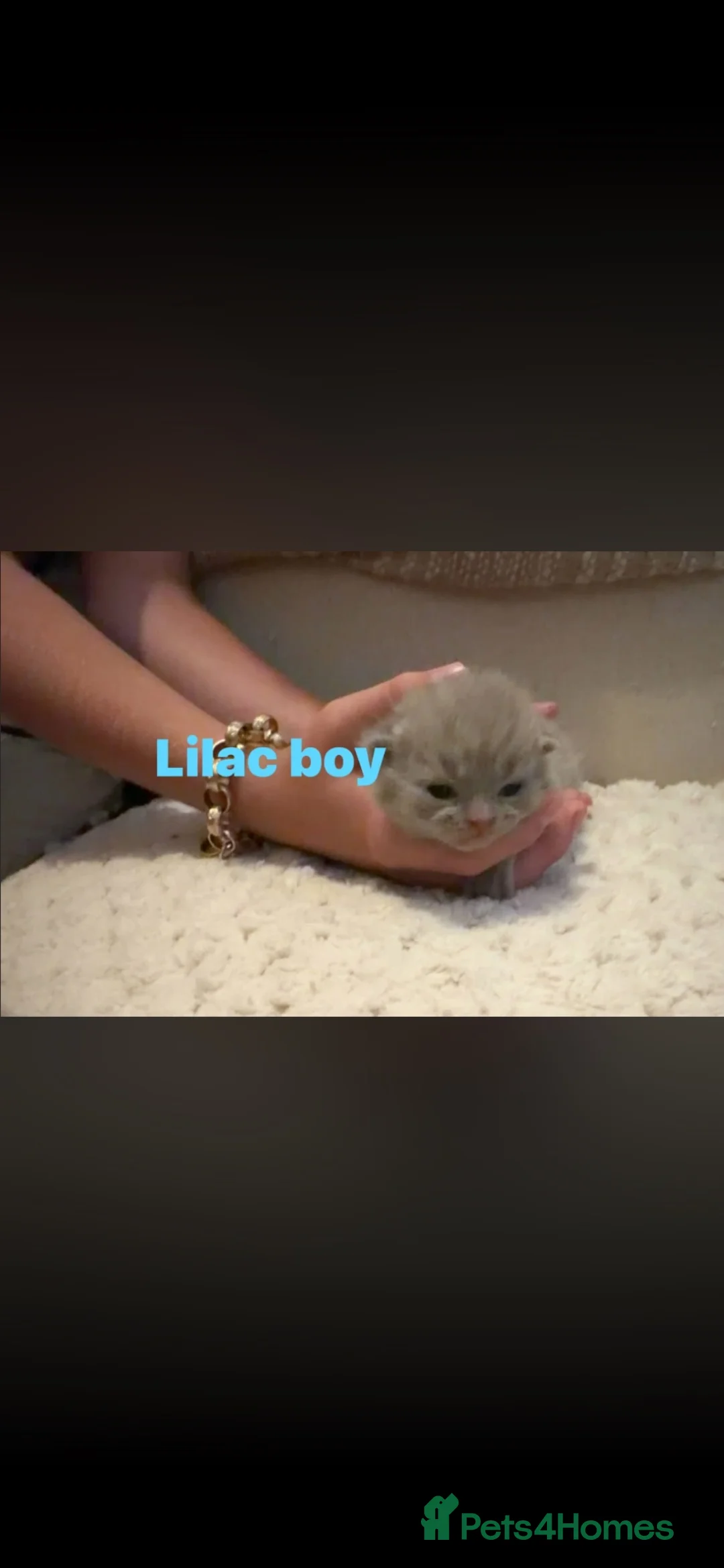 British Shorthair cats for sale: British short hair kittens, lilacs and blues in Dewsbury - Advert 10