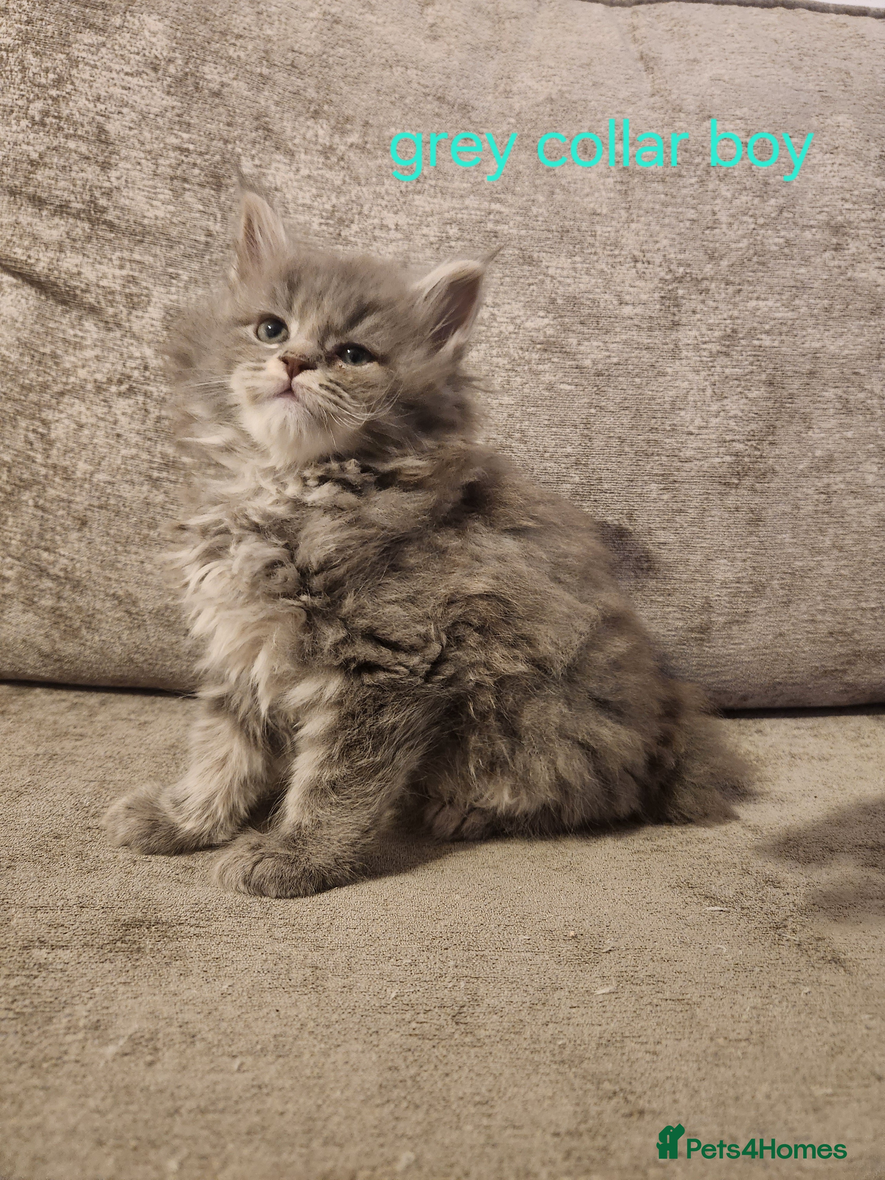 Maine Coon cats Pure Maine coon kittens ready now  - Advert 11