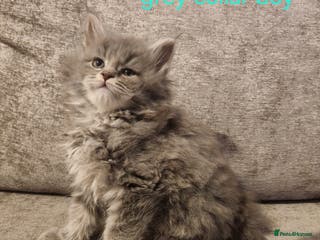 Maine Coon cats Pure Maine coon kittens ready now - Advert 11