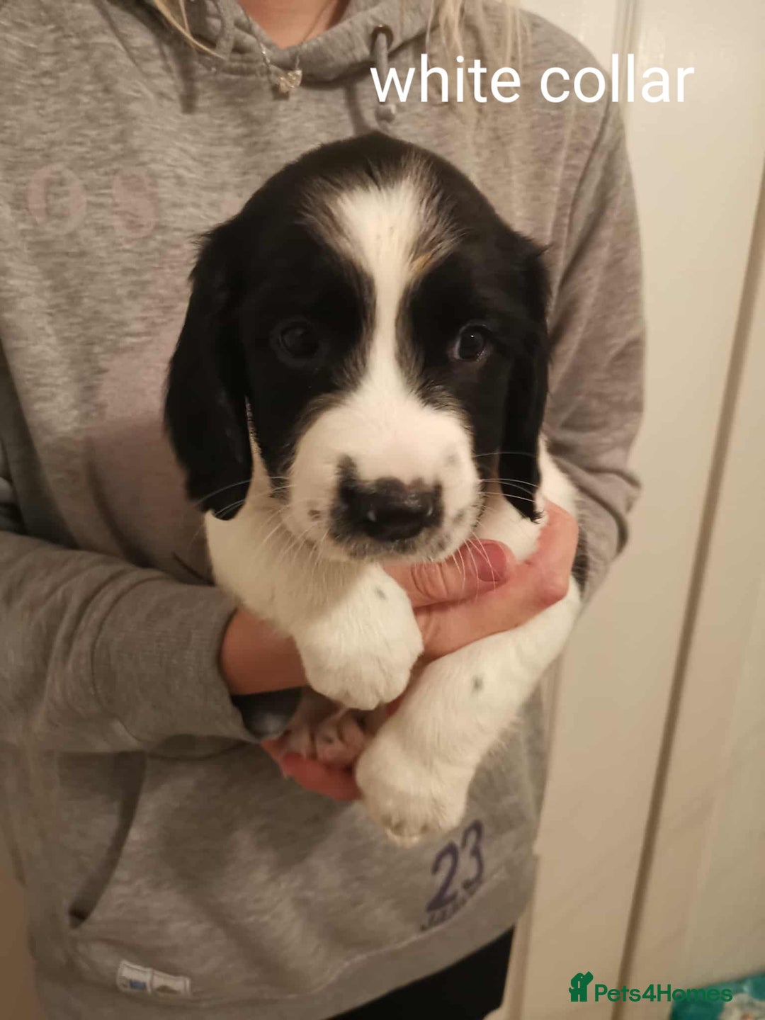 English Springer Spaniel dogs for sale: 🐶 Chunky Springer Spaniel Puppies 🏡 - Advert 3